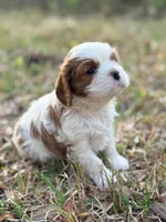 Olive, a male Cavalier King Charles Spaniel for sale in North Augusta, SC – Photo 2 of 6