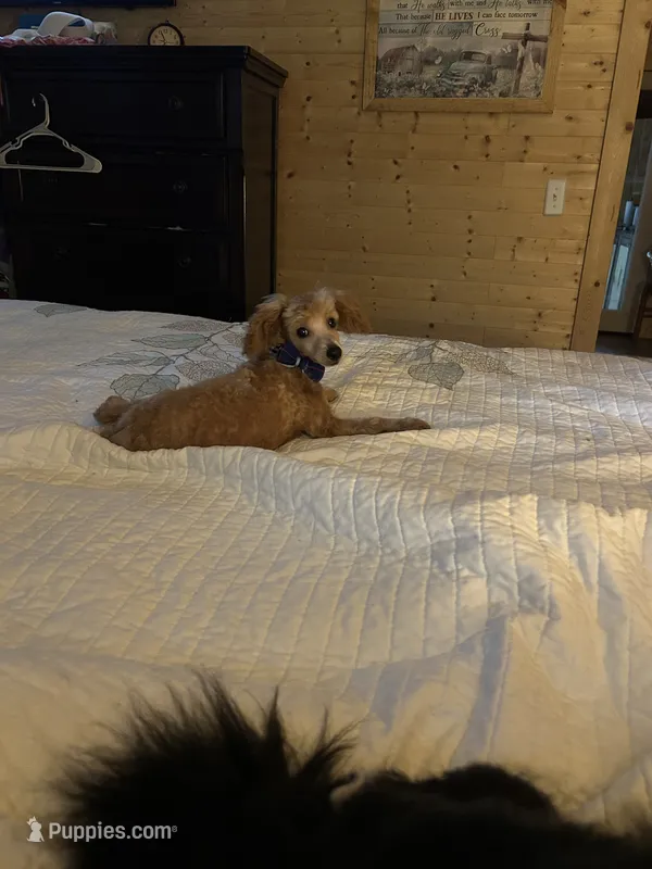 Poodle boy  Apricot Reduced.  – Poodle - Miniature  puppy for sale in Hayesville, NC