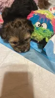 Yorkie boy b/tn hold, a male Yorkshire Terrier for sale in Hayesville, NC – 3 of 3