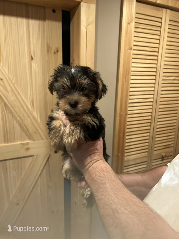 Yorkie boy b/tn  – Yorkshire Terrier puppy for sale in Hayesville, NC