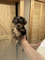 Yorkie boy b/tn , a male Yorkshire Terrier for sale in Hayesville, NC – 1 of 1