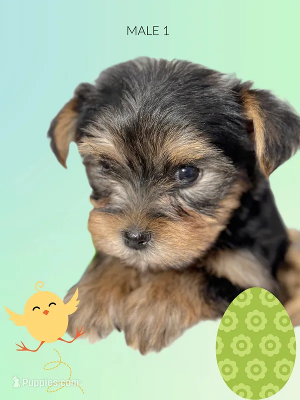 Yorkie boy 1 – Yorkshire Terrier puppy for sale in Hayesville, NC