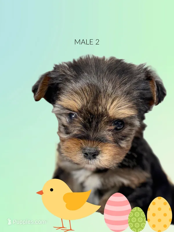 Yorkie boy 2 – Yorkshire Terrier puppy for sale in Hayesville, NC