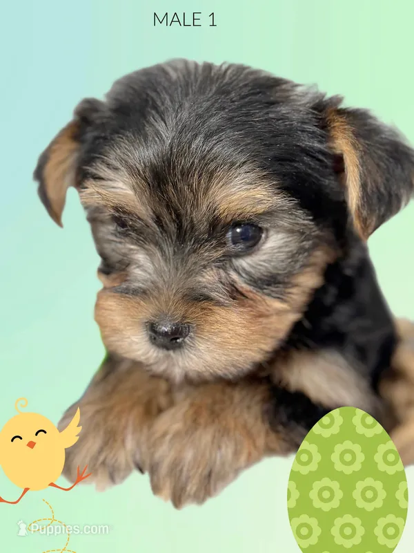 Yorkie boy 3, a male Yorkshire Terrier for sale in Hayesville, NC – Photo 1 of 1