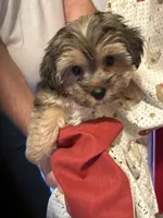 Yorkie boy b/tn hold, a male Yorkshire Terrier for sale in Hayesville, NC – 2 of 3