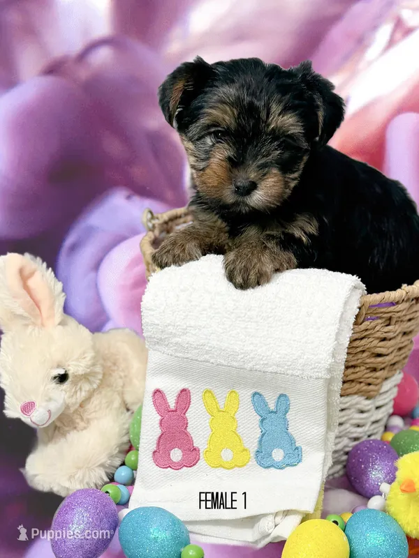 Yorkie girl 1  – Yorkshire Terrier puppy for sale in Hayesville, NC