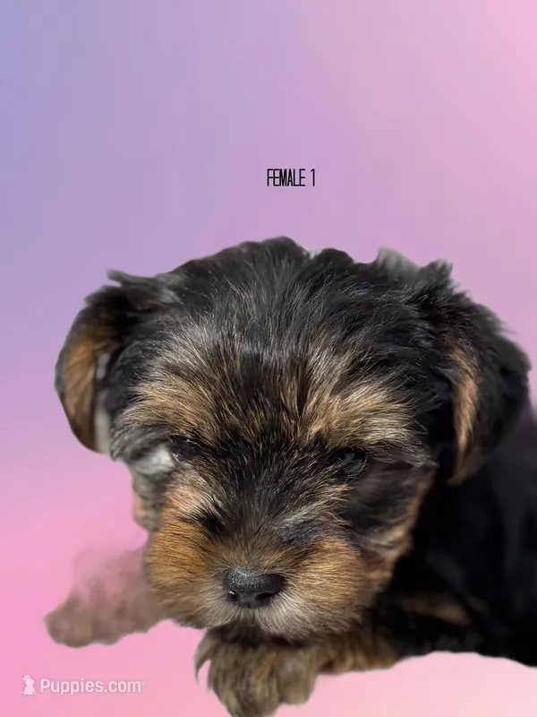 Yorkie girl 1  – Yorkshire Terrier puppy for sale in Hayesville, NC