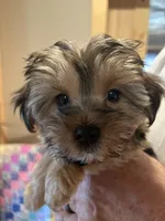 Yorkie boy b/tn hold, a male Yorkshire Terrier for sale in Hayesville, NC – 1 of 3