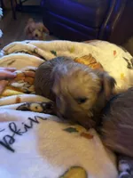 Yorkie boy Sable, a male Yorkshire Terrier for sale in Hayesville, NC – 2 of 2