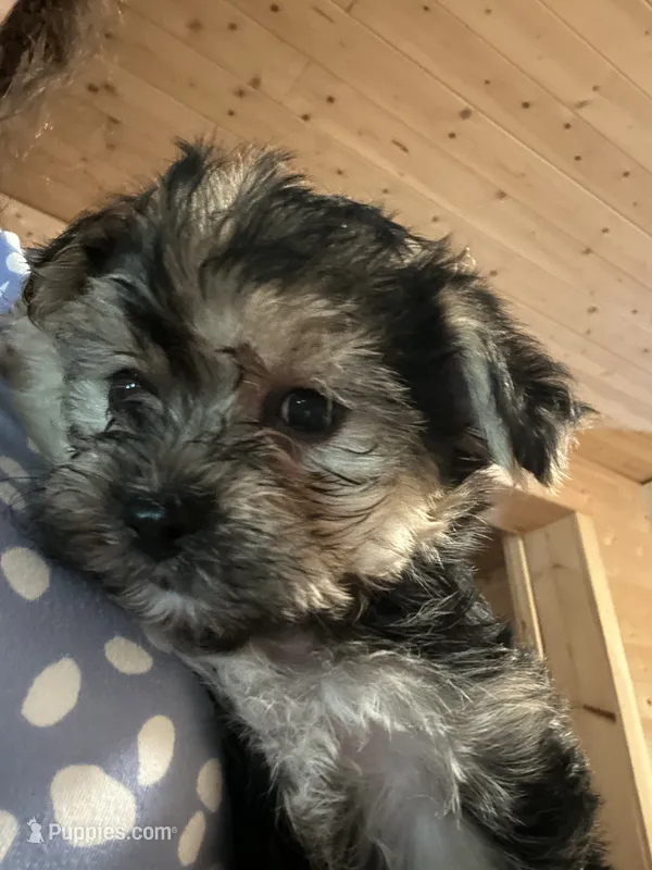 Yorkie girl – Yorkshire Terrier puppy for sale in Hayesville, NC