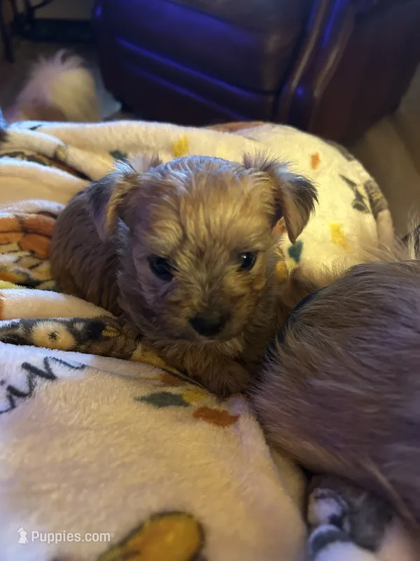 Yorkie boy Sable – Yorkshire Terrier puppy for sale in Hayesville, NC