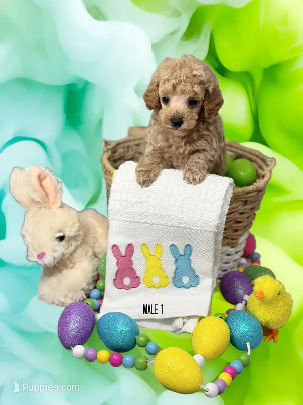 Poodle boy 1 – Poodle - Miniature  puppy for sale in Hayesville, NC