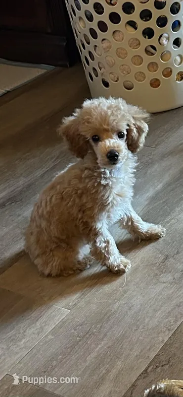 Poodle boy  Apricot Reduced.  – Poodle - Miniature  puppy for sale in Hayesville, NC