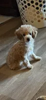 Poodle boy  Apricot Reduced. , a male Poodle - Miniature  for sale in Hayesville, NC – 1 of 4