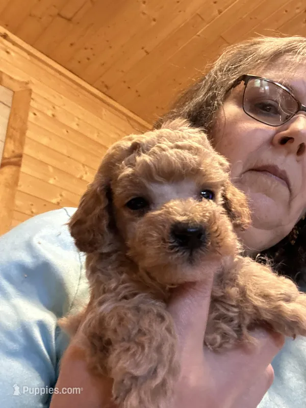 Poodle boy 1runt – Poodle - Miniature  puppy for sale in Hayesville, NC