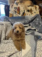 Poodle boy  Apricot, a male Poodle - Miniature  for sale in Hayesville, NC – Photo 1 of 3