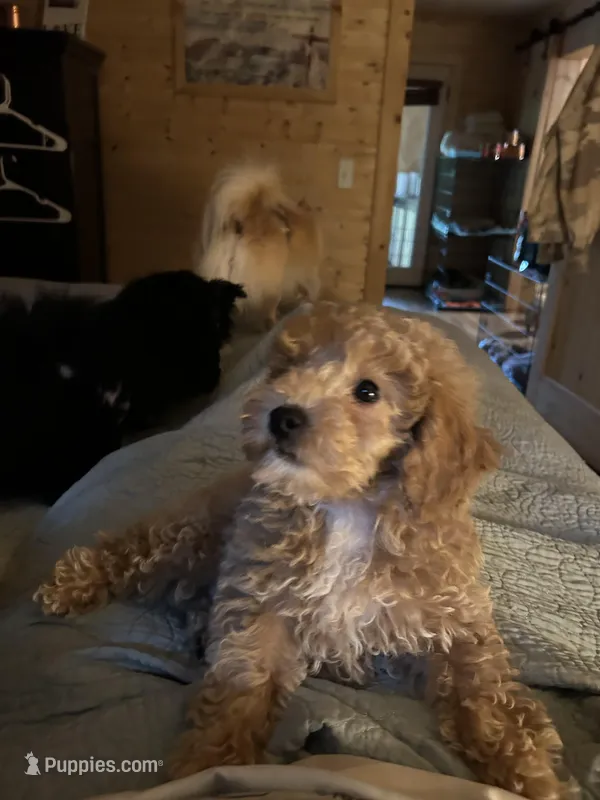 Poodle boy 2 reduced. – Poodle - Miniature  puppy for sale in Hayesville, NC