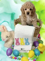 Poodle boy 2 reduced., a male Poodle - Miniature  for sale in Hayesville, NC – Photo 3 of 3