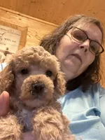 Poodle boy 2 reduced., a male Poodle - Miniature  for sale in Hayesville, NC – Photo 1 of 3