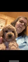 Poodle boy 2 reduced., a male Poodle - Miniature  for sale in Hayesville, NC – Photo 2 of 3