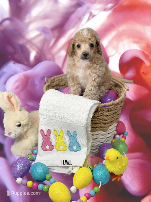 Poodle girl  – Poodle - Miniature  puppy for sale in Hayesville, NC