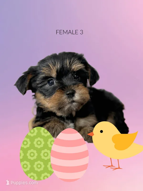 Yorkie female 3 – Yorkshire Terrier puppy for sale in Hayesville, NC