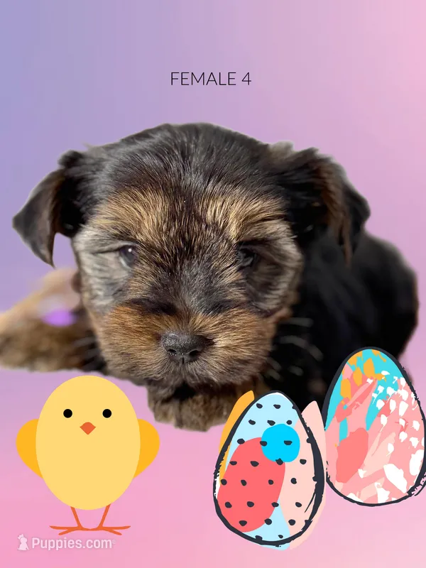 Yorkie girl 4  – Yorkshire Terrier puppy for sale in Hayesville, NC