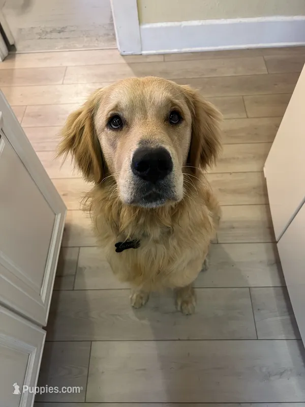 Oliver – Golden Retriever puppy for sale in Redlands, CA