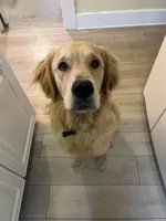 Oliver, a male Golden Retriever for sale in Redlands, CA – 1 of 3