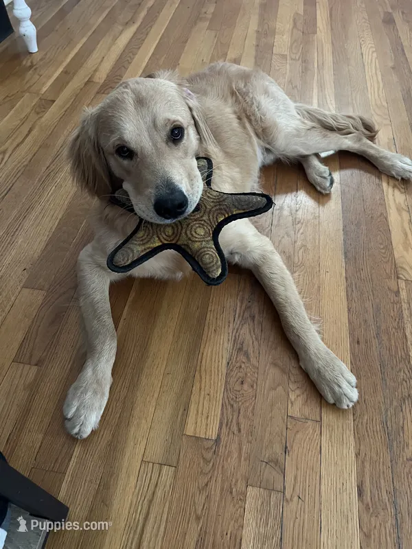Oliver – Golden Retriever puppy for sale in Redlands, CA