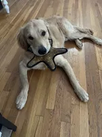 Oliver, a male Golden Retriever for sale in Redlands, CA – 1 of 5