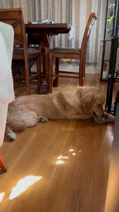 Oliver, a male Golden Retriever for sale in Redlands, CA – 5 of 5