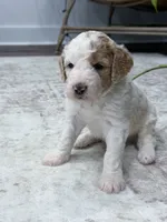 Canyon , a male Goldendoodle for sale in Amelia Court House, VA – 5 of 9
