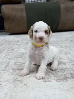 Wren, a female Goldendoodle for sale in Amelia Court House, VA – 2 of 7