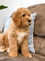 Raleigh, a male Goldendoodle for sale in Amelia Court House, VA – Photo 6 of 8