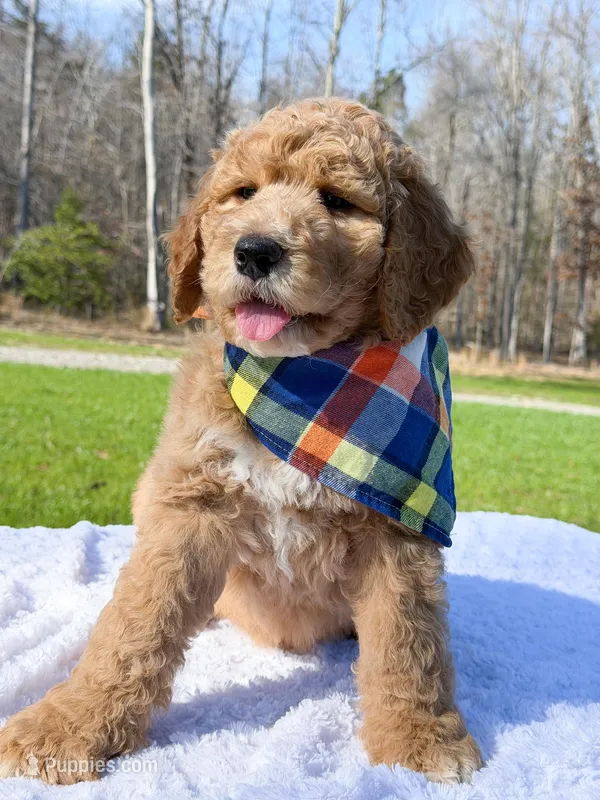 Raleigh – Goldendoodle puppy for sale in Amelia Court House, VA
