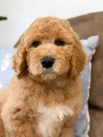 Raleigh, a male Goldendoodle for sale in Amelia Court House, VA – Photo 3 of 8