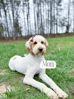 Raleigh, a male Goldendoodle for sale in Amelia Court House, VA – Photo 8 of 8
