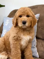 Raleigh, a male Goldendoodle for sale in Amelia Court House, VA – Photo 5 of 8