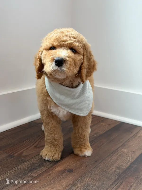 Raleigh – Goldendoodle puppy for sale in Amelia Court House, VA