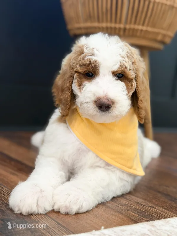Nash – Goldendoodle puppy for sale in Amelia Court House, VA