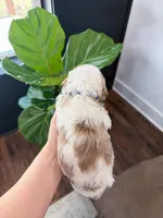 Nash, a male Goldendoodle for sale in Amelia Court House, VA – Photo 2 of 7