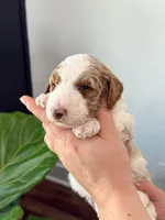 Nash, a male Goldendoodle for sale in Amelia Court House, VA – Photo 3 of 7