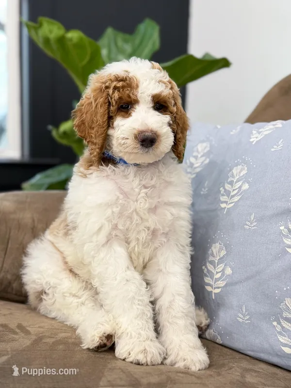 Nash – Goldendoodle puppy for sale in Amelia Court House, VA