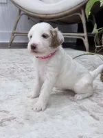 Skye, a female Goldendoodle for sale in Amelia Court House, VA – 6 of 10