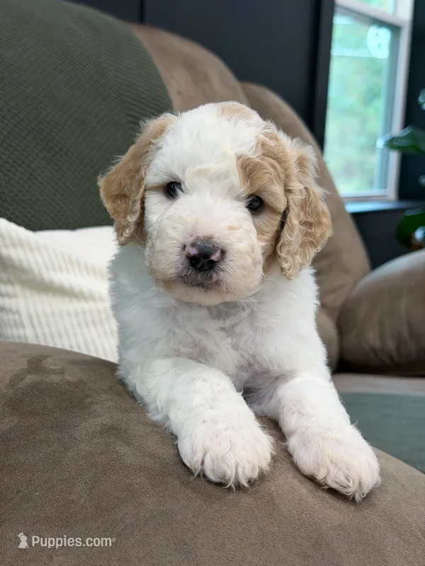Canyon  – Goldendoodle puppy on hold in Amelia Court House, VA