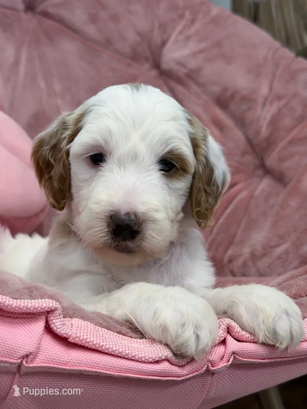 Skye – Goldendoodle puppy for sale in Amelia Court House, VA