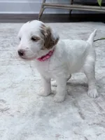 Skye, a female Goldendoodle for sale in Amelia Court House, VA – 5 of 10