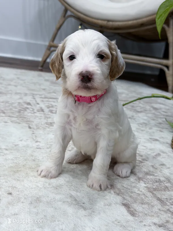 Skye – Goldendoodle puppy for sale in Amelia Court House, VA