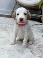 Skye, a female Goldendoodle for sale in Amelia Court House, VA – 1 of 10